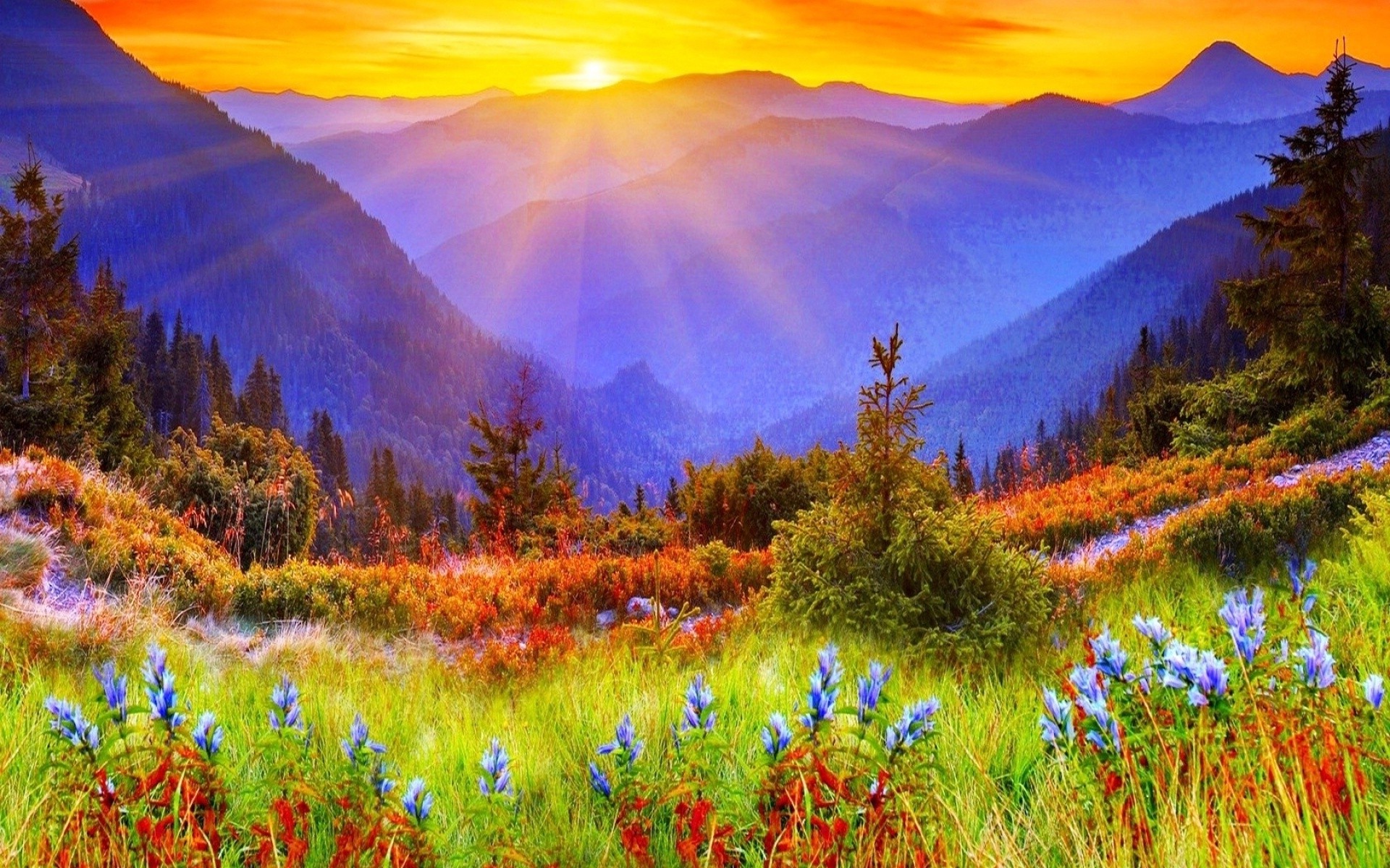 Nature Landscape Flowers Wallpaper HD