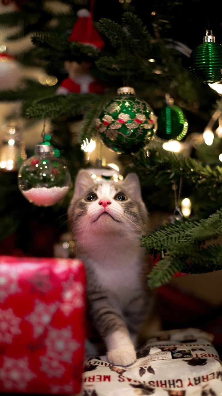 Aesthetic Christmas Wallpaper By Cam