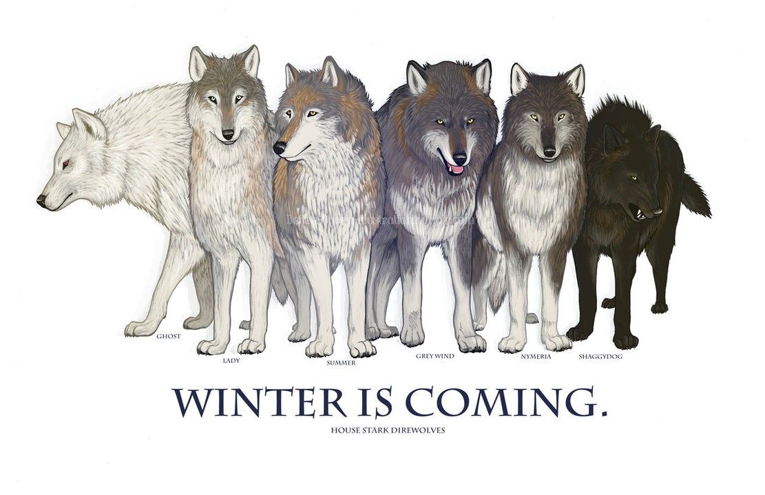 Game Of Thrones Wolf Wallpaper Top