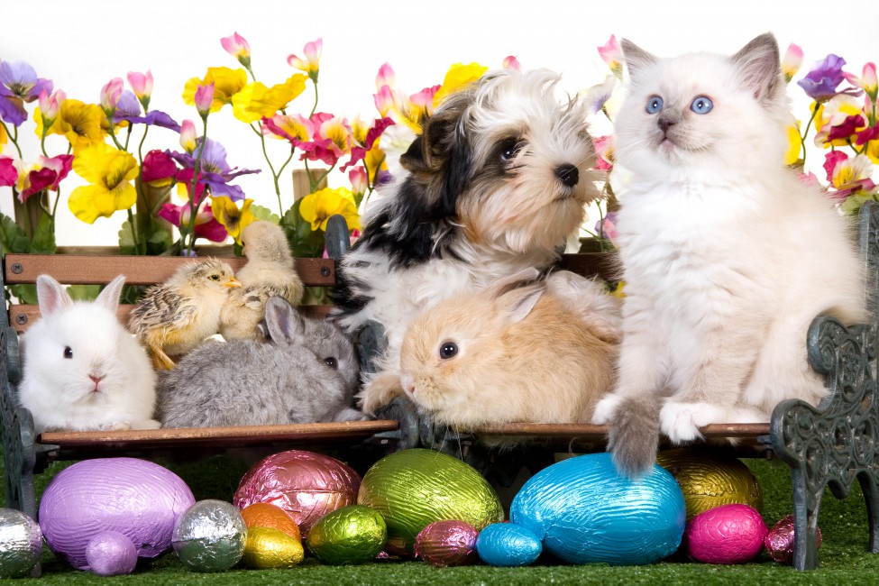 Animals Easter Eggs Benches Rabbits Bunnies Puppy Kitten Chicken