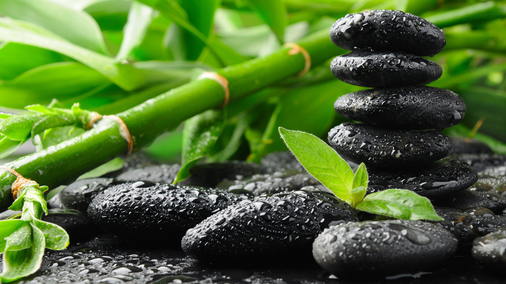 Bamboo And Black Stones Wallpaper