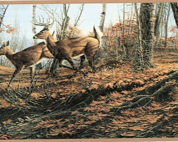 Autumn Deer Wallpaper Border Cabin Lodge Wildlife Hunting Sale