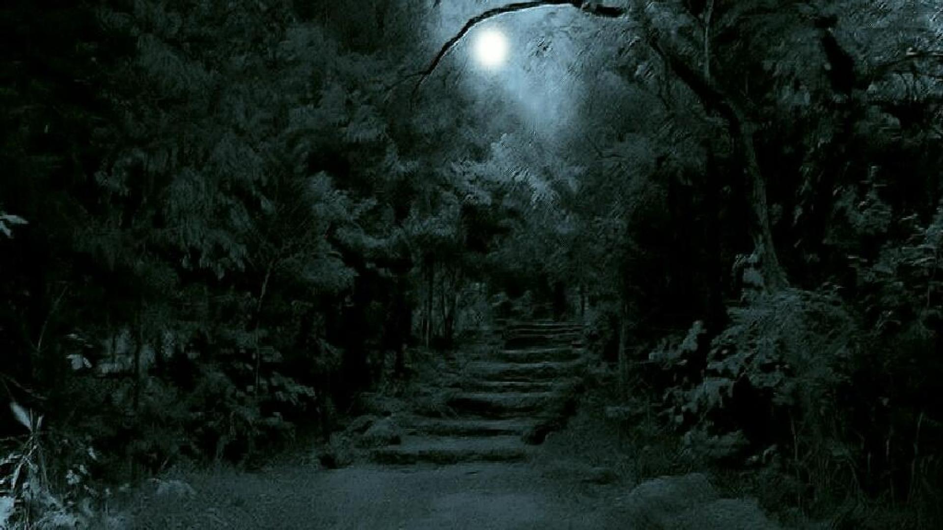 Dark Forest Moon HD Wallpaper Background Images
