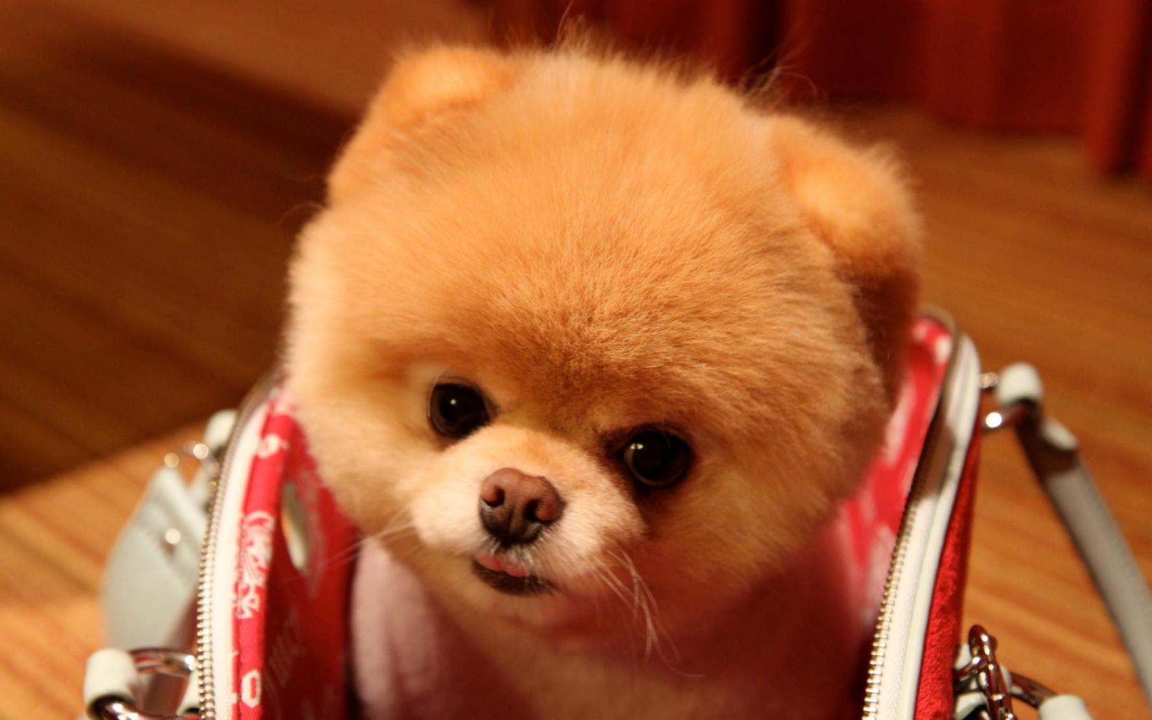Animals Dogs Pets Pomeranian Pet Boo Wallpaper