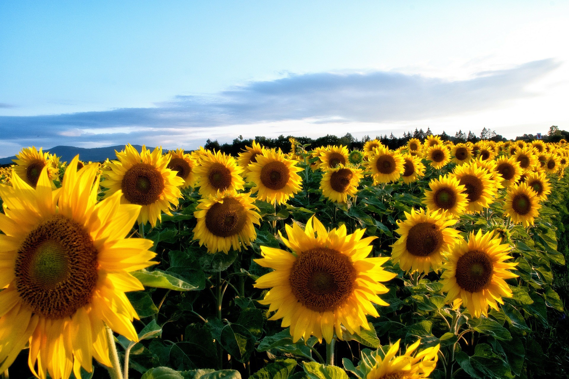 Yellow Sunflower Wallpaper Pictures Puter