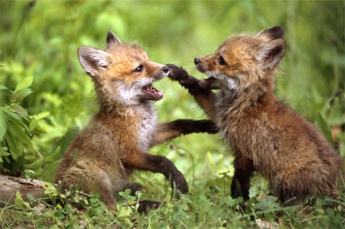 Baby Fox Wallpaper Animal