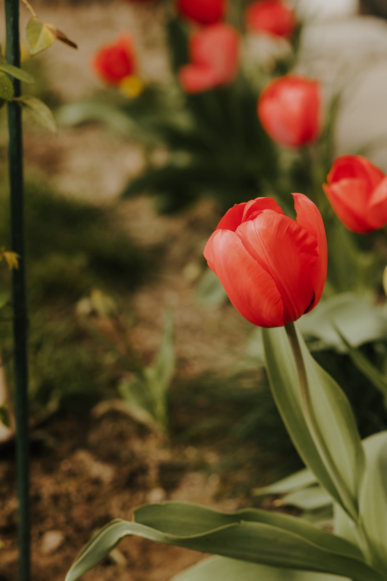 Tulips iPhone Wallpaper