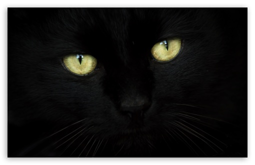 Black Cat Portrait HD Desktop Wallpaper Widescreen High Definition