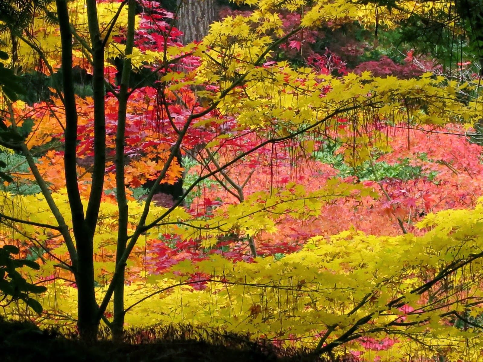 Pacific Northwest Seasons Seattle Japanese Garden Fleeting Fall