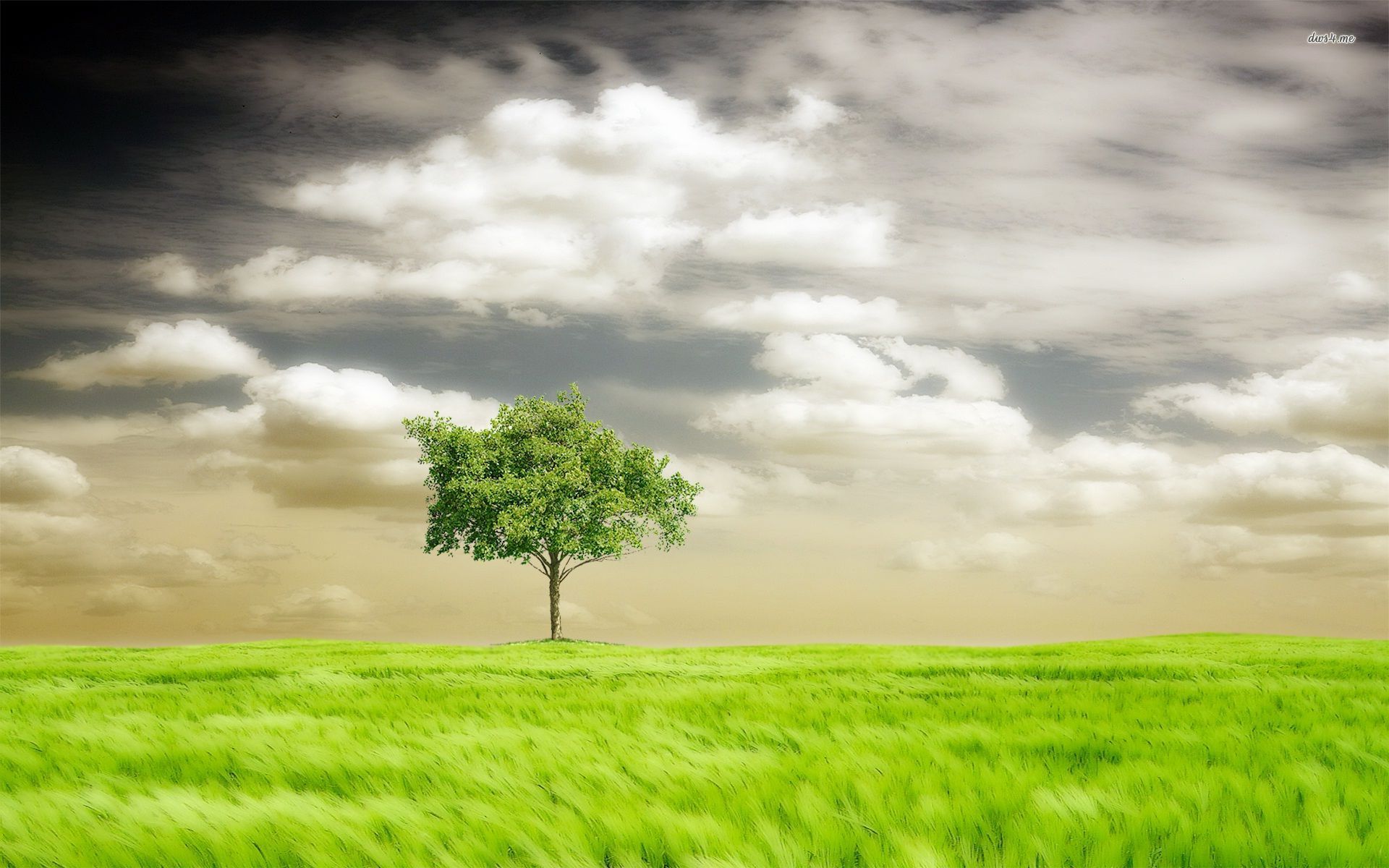 Lone Tree In The Windy Field Wallpaper Nature