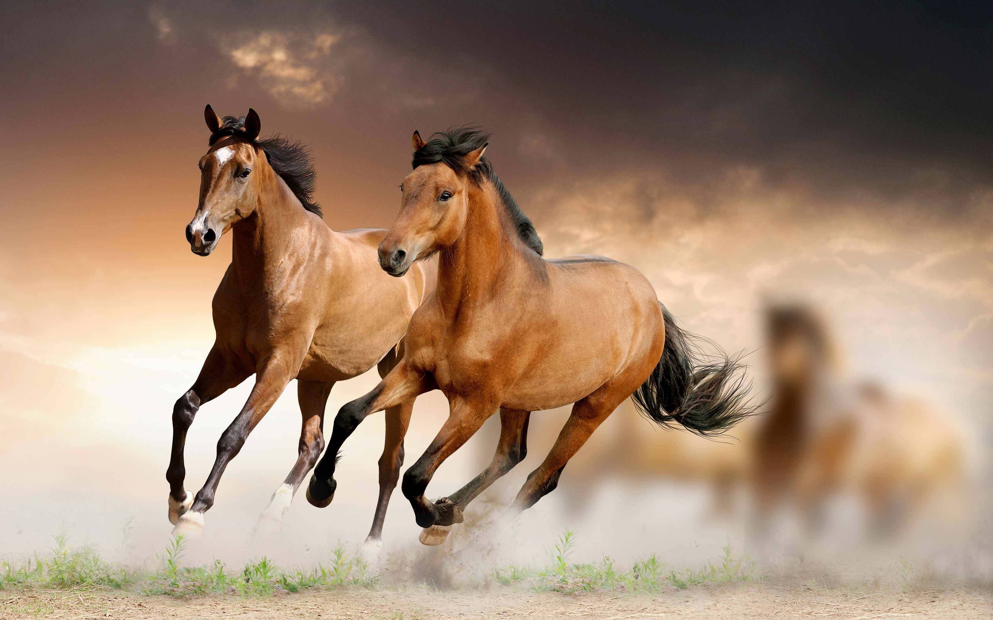 Horse Desktop Wallpaper At Wallpaperbro