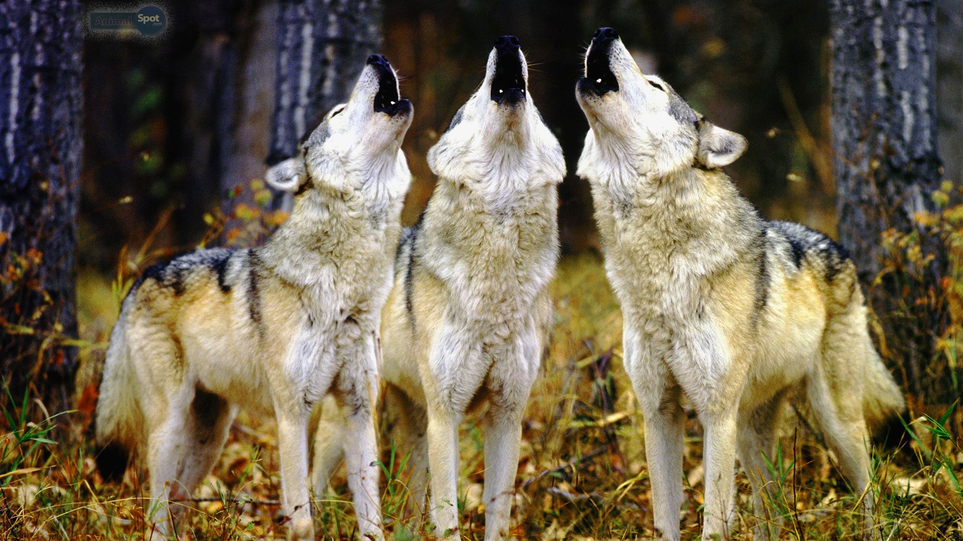 Wolf Pack Wallpaper Top Background