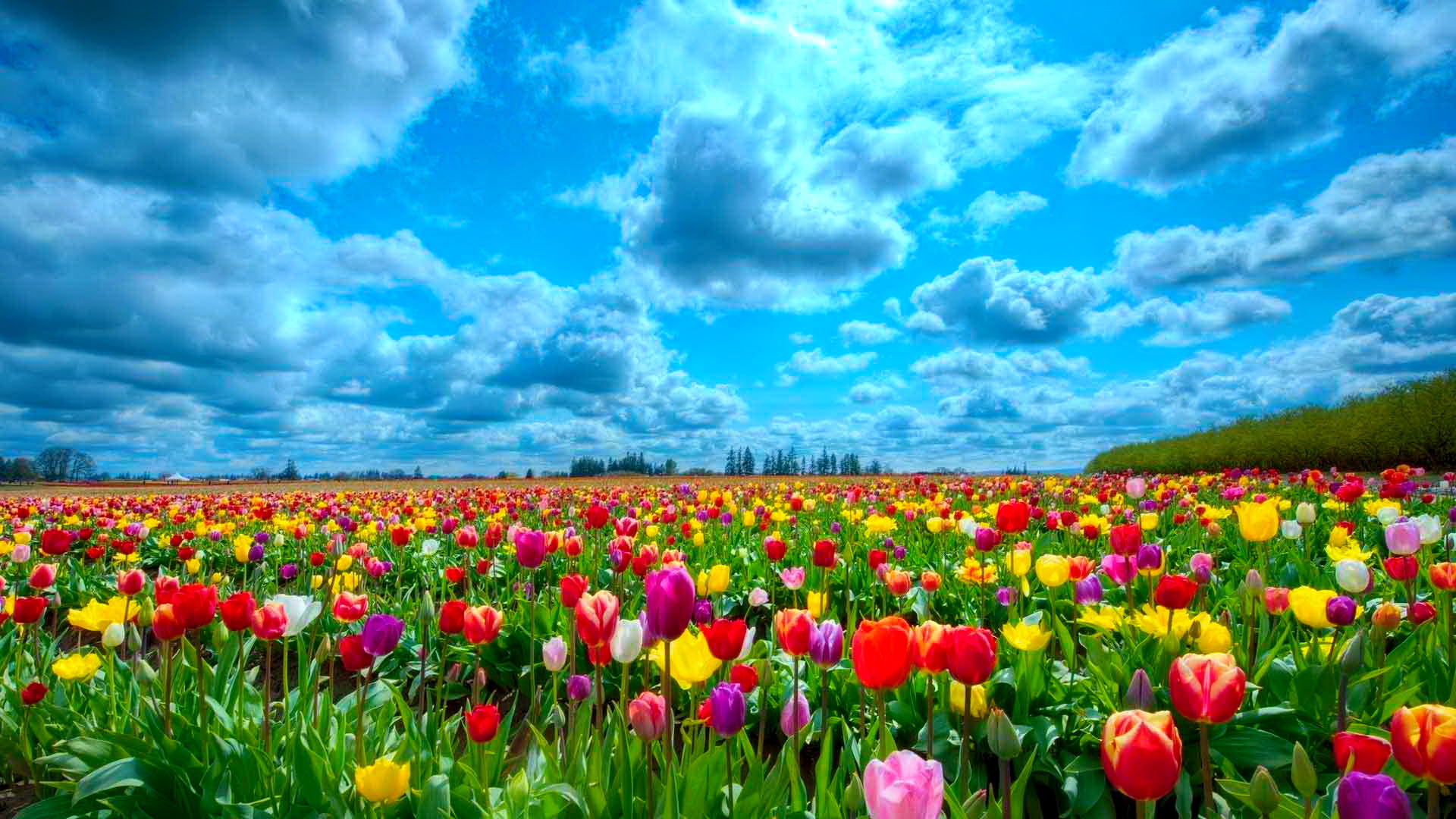 Tulip Fields Wallpaper