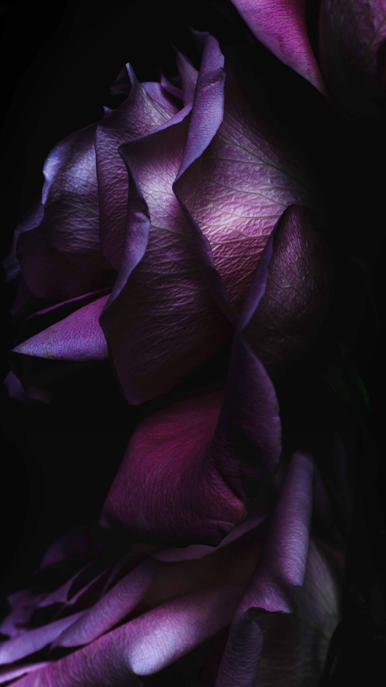 iPhone Wallpaper Purple Rose Teahub Io
