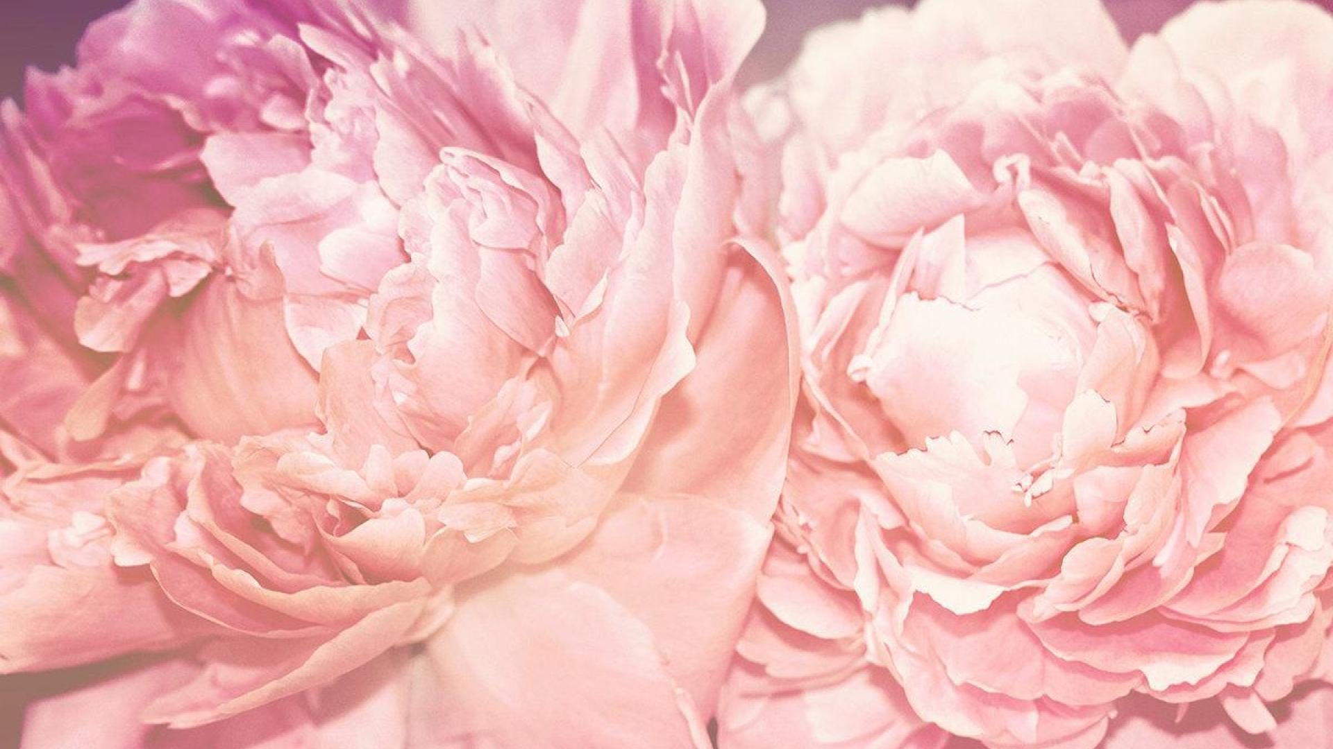 Peonies Background Image Amp Pictures Becuo