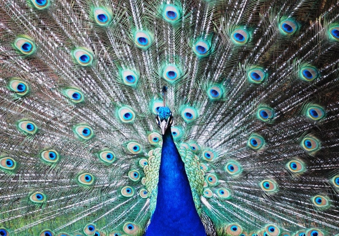Peacock Wallpaper Animals