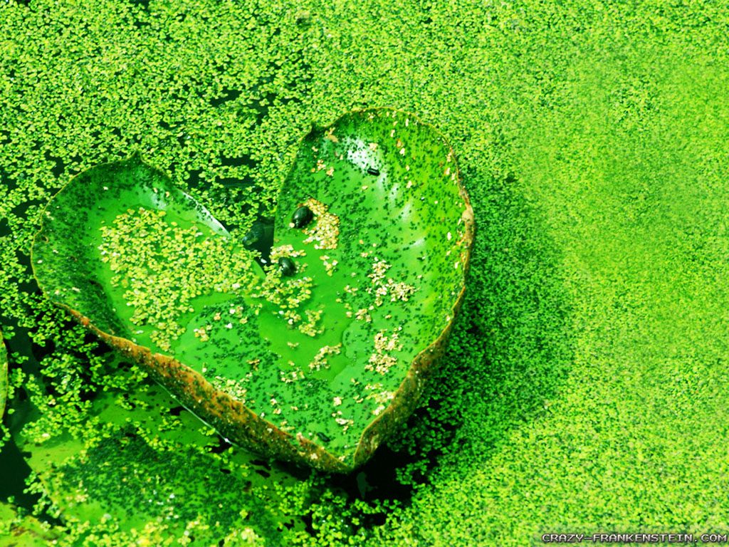Nature Love Wallpaper HD