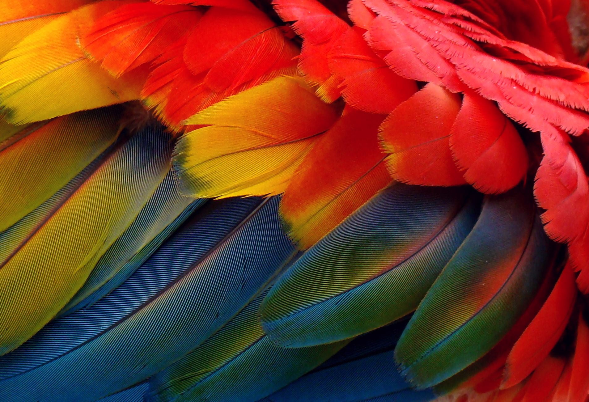 HD Wallpaper Yellow And Blue Scarlet Macaw Bird Parrot Colorful