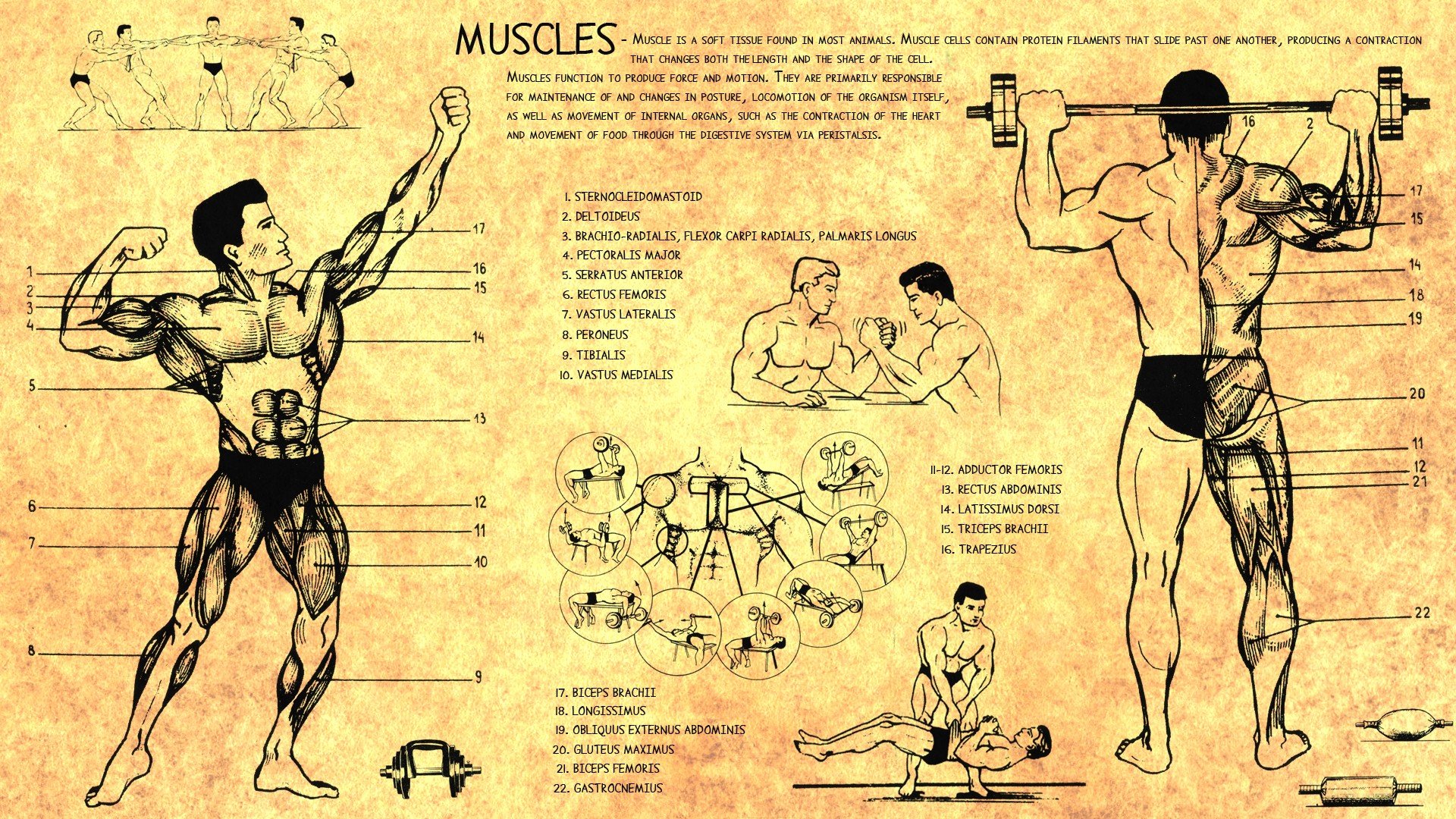 human muscles bodybuilding scheme training body Health wallpaper