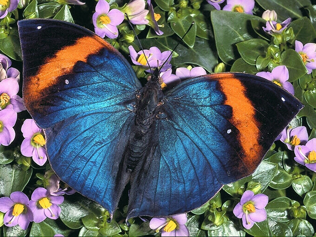  free wallpaper about flowers and a butterfly and a blue butterfly is