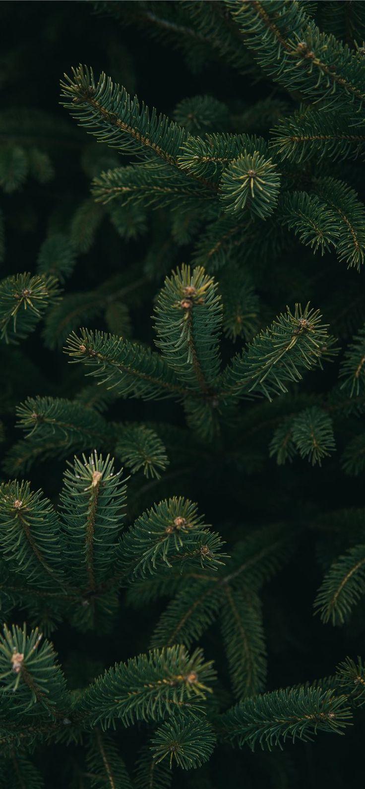 The Close Up Photo Of Green Christmas Tree Wallpaper
