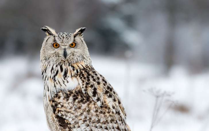 Winter Siberian Eagle Owl Bird HD Wallpaper