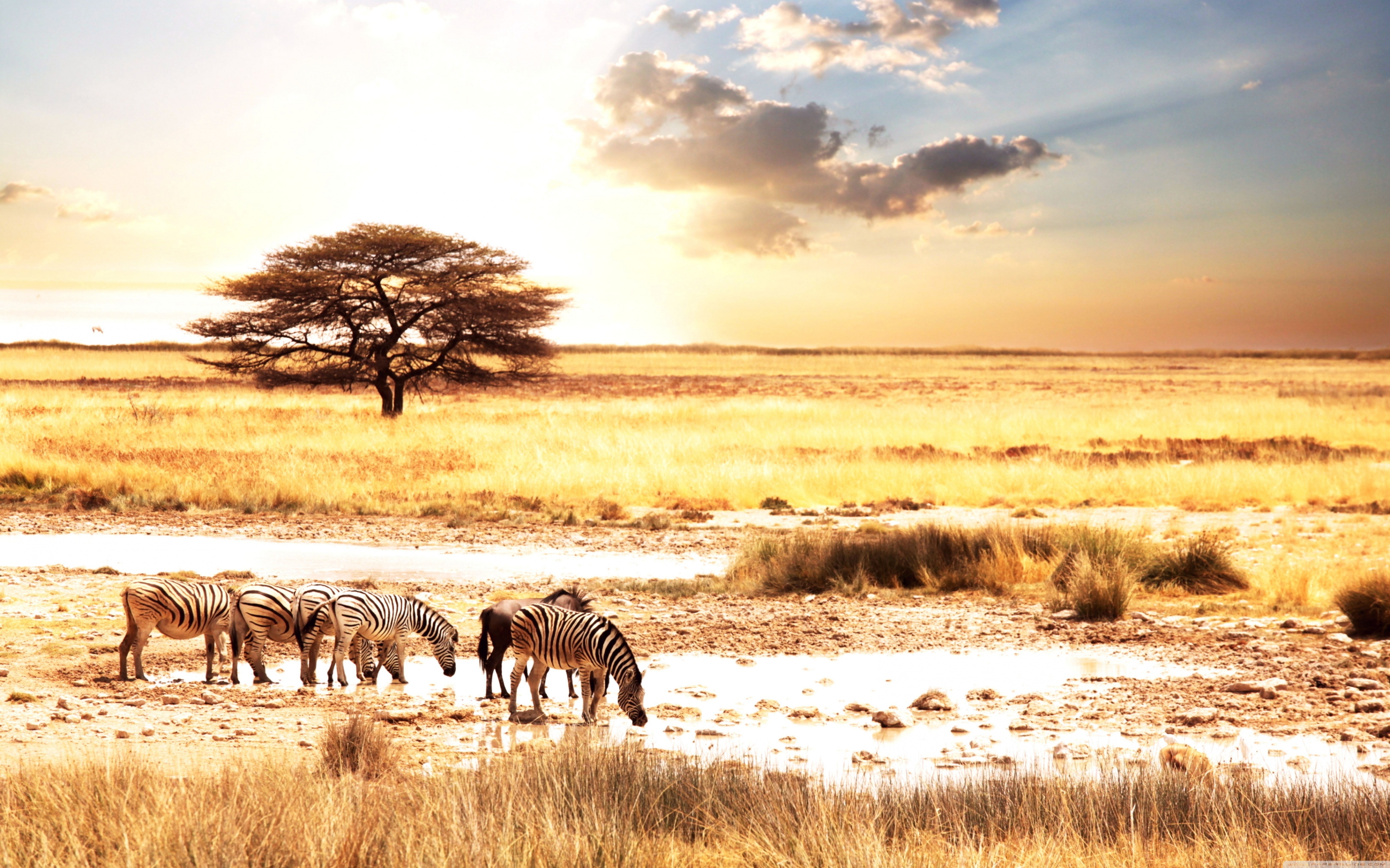Zebras Savanna Ultra HD Desktop Background Wallpaper For 4k UHD