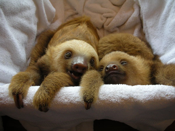 Baby Sloth Wallpaper Sloths