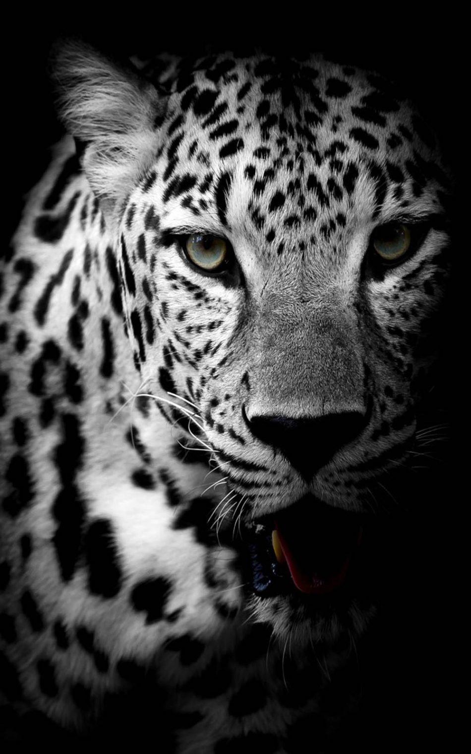 Leopard Black White 4k Ultra HD Mobile Wallpaper