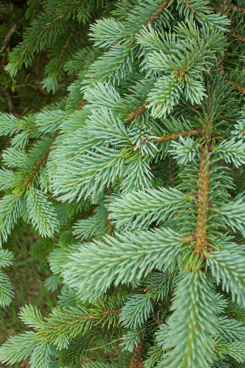 Pine Tree Background Free Stock Photo HD   Public Domain Pictures