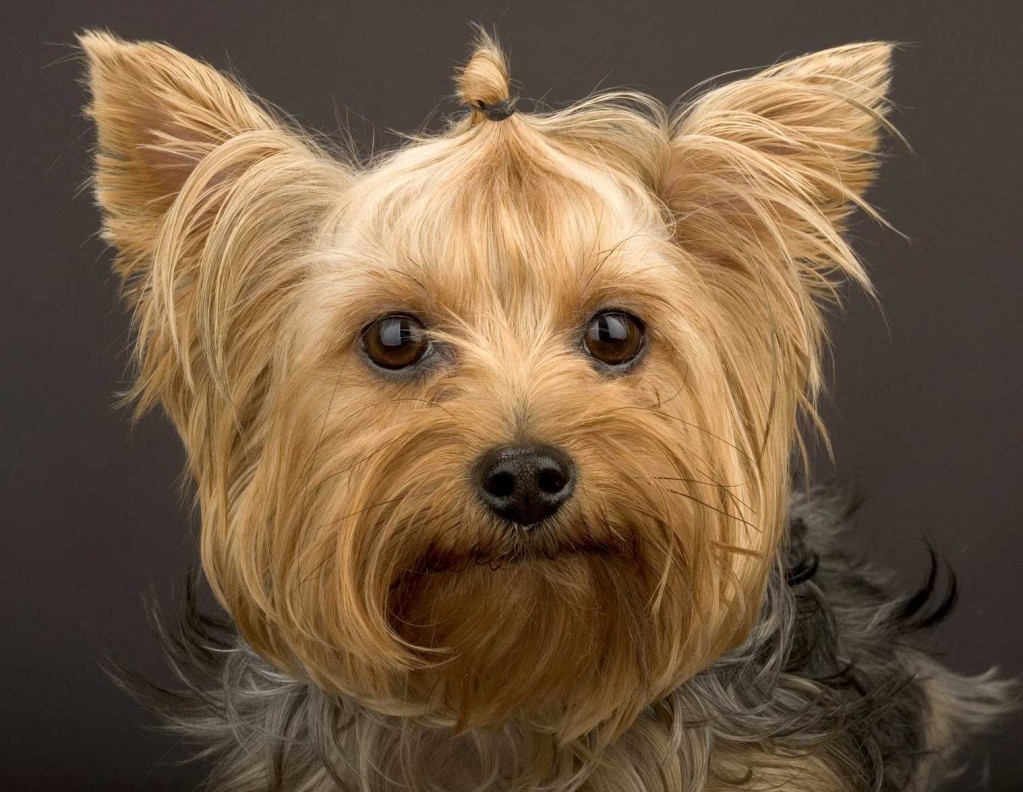 Yorkshire Terrier The Life Of Animals