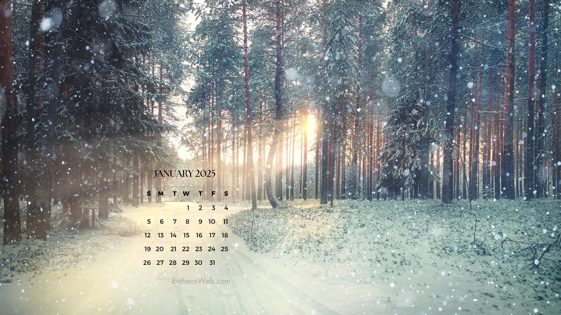 A snowy forest path in January 2025