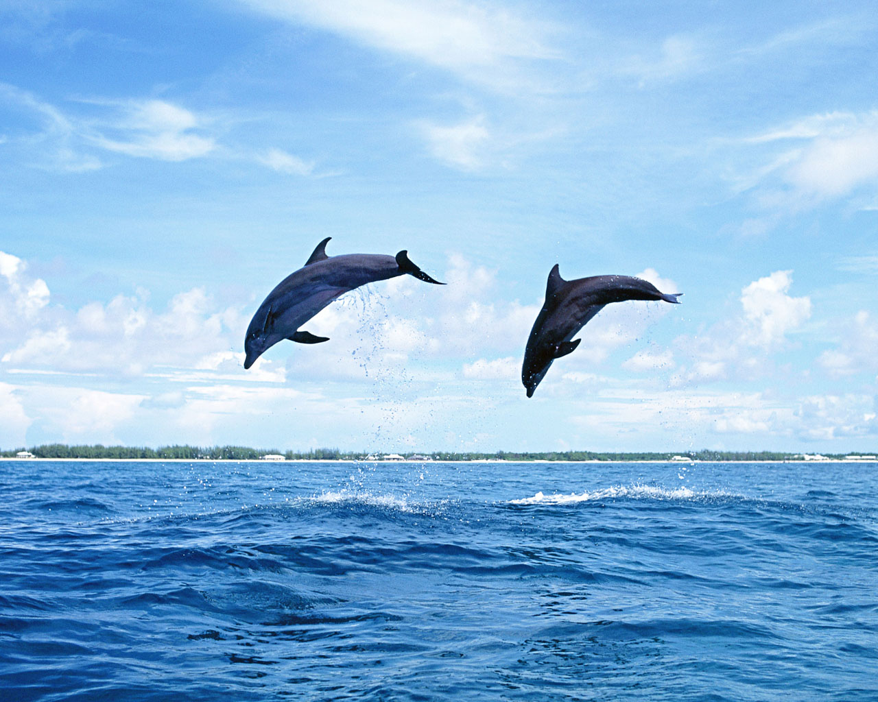 HD Dolphin Wallpaper Landscape