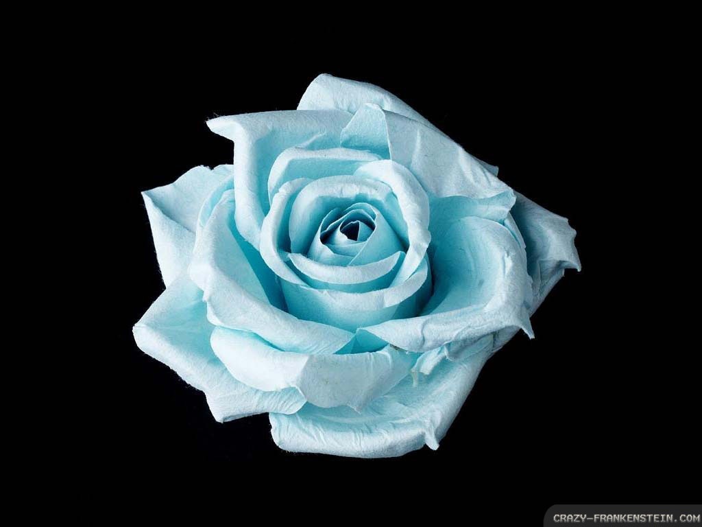 Light Blue Roses s Light Blue Blue Zia17