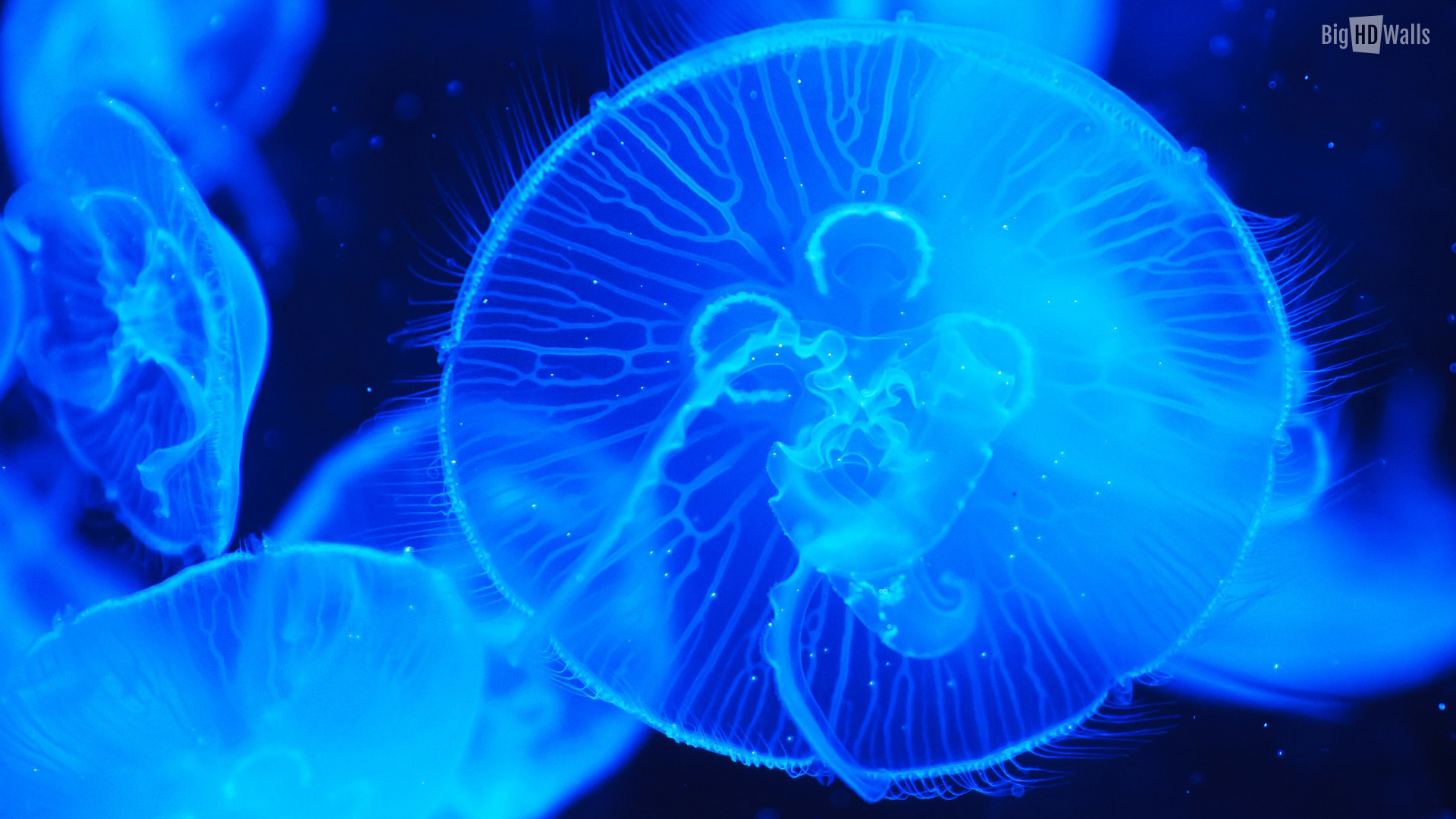 An Amazing Wallpaper Of Deep Sea Jelly Fish Like Creature Click On