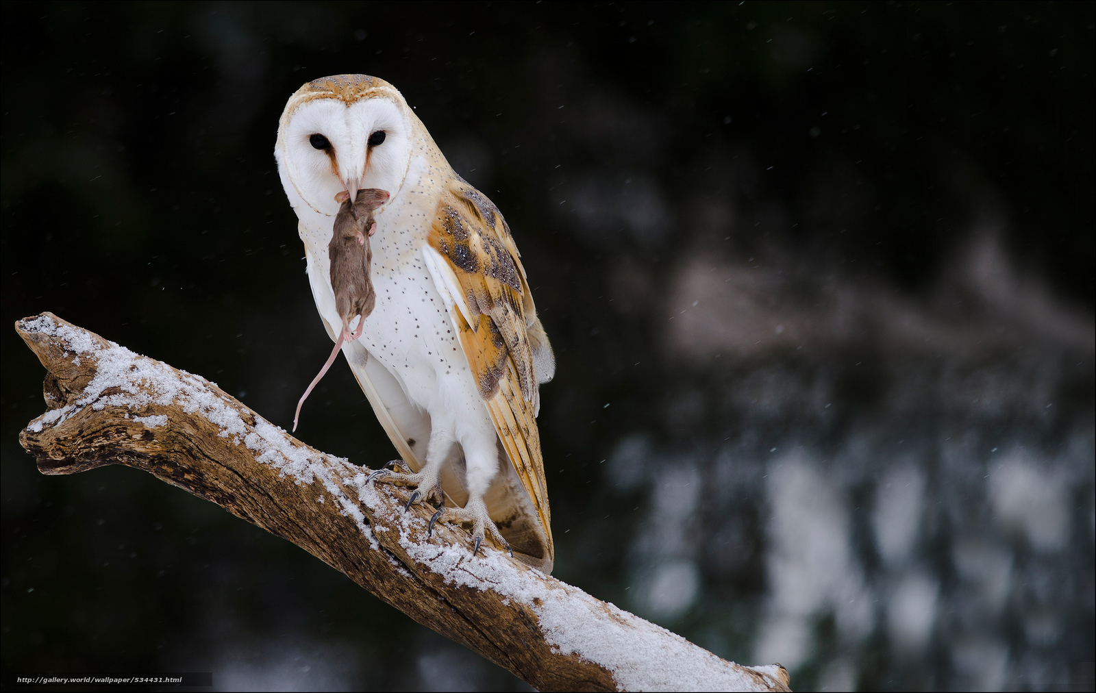 Wallpaper Barn Owl With Snack Campbellville Ontario Canada
