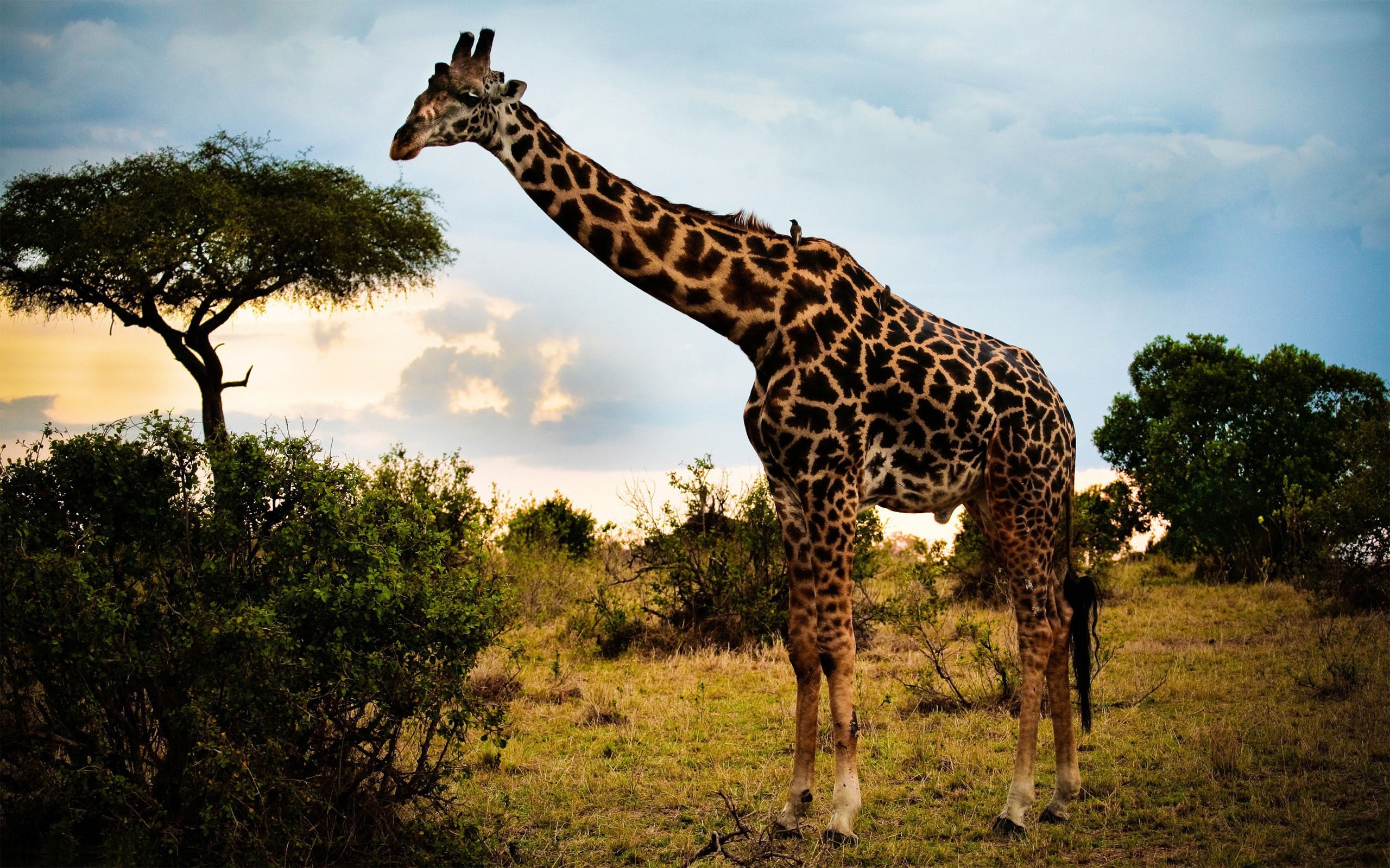 Cool Giraffe Animals HD Wallpaper New