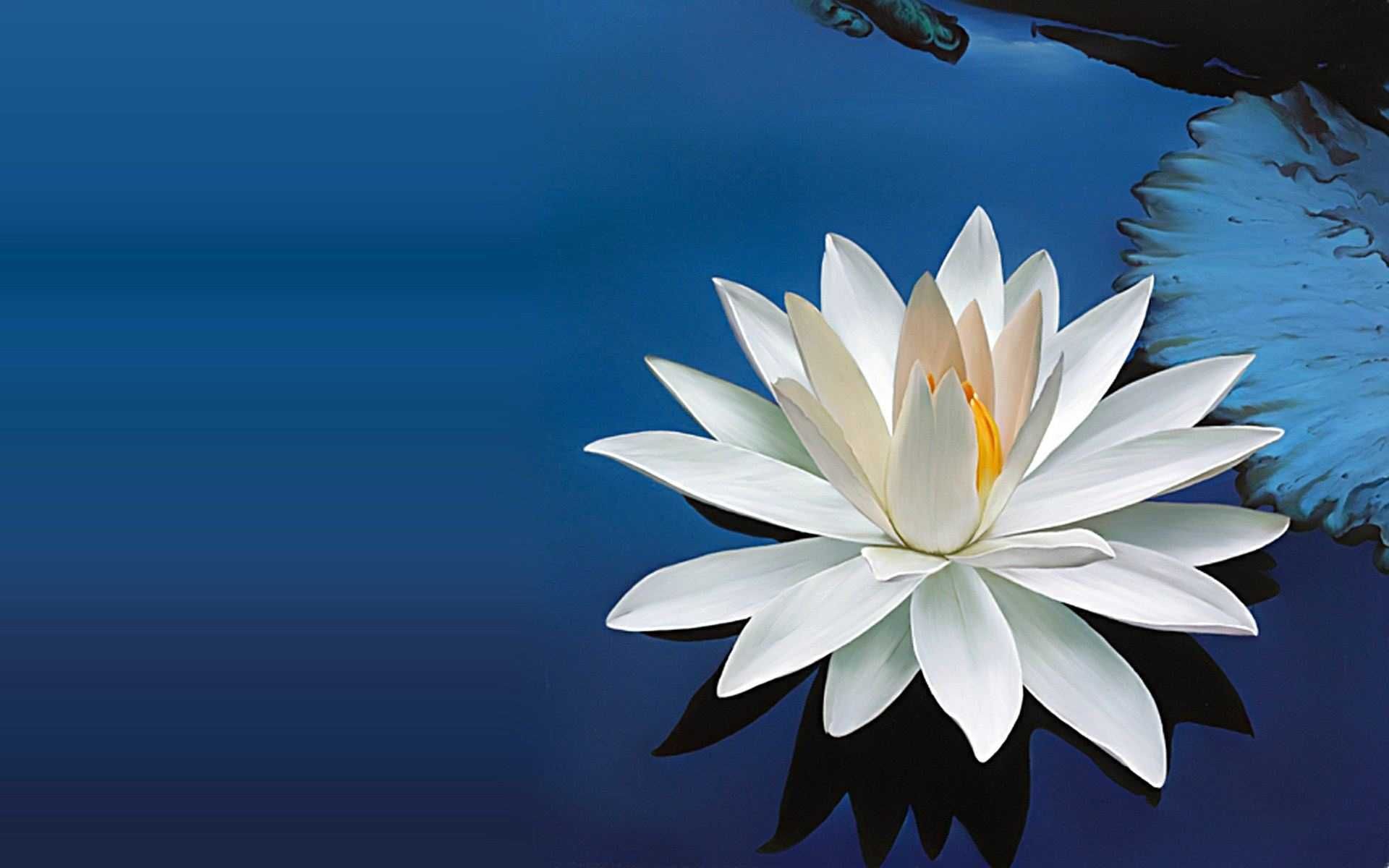 Lotus Blossom Desktop Wallpaper At Wallpaperbro