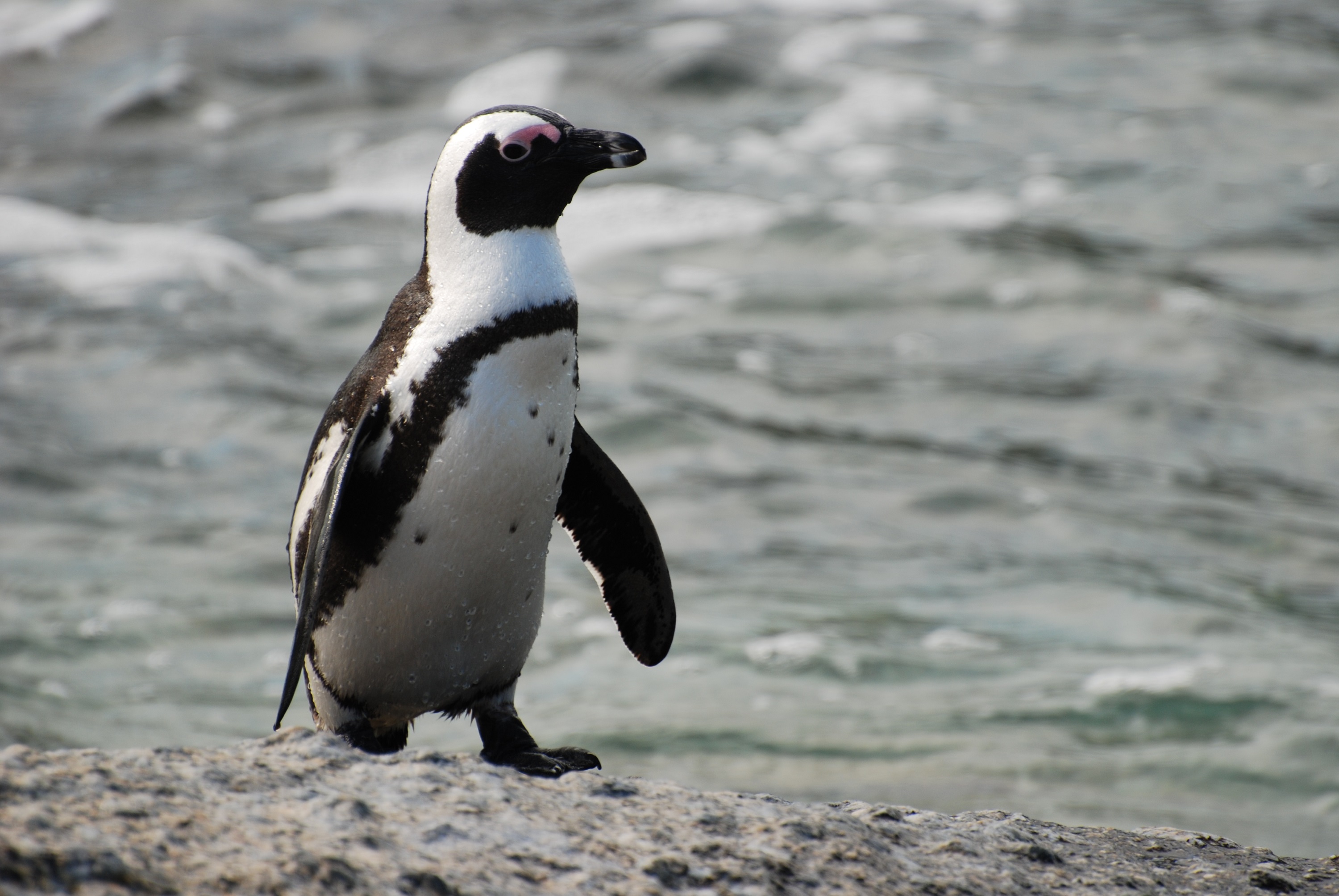 African Penguin On Sand Photo And Wallpaper All