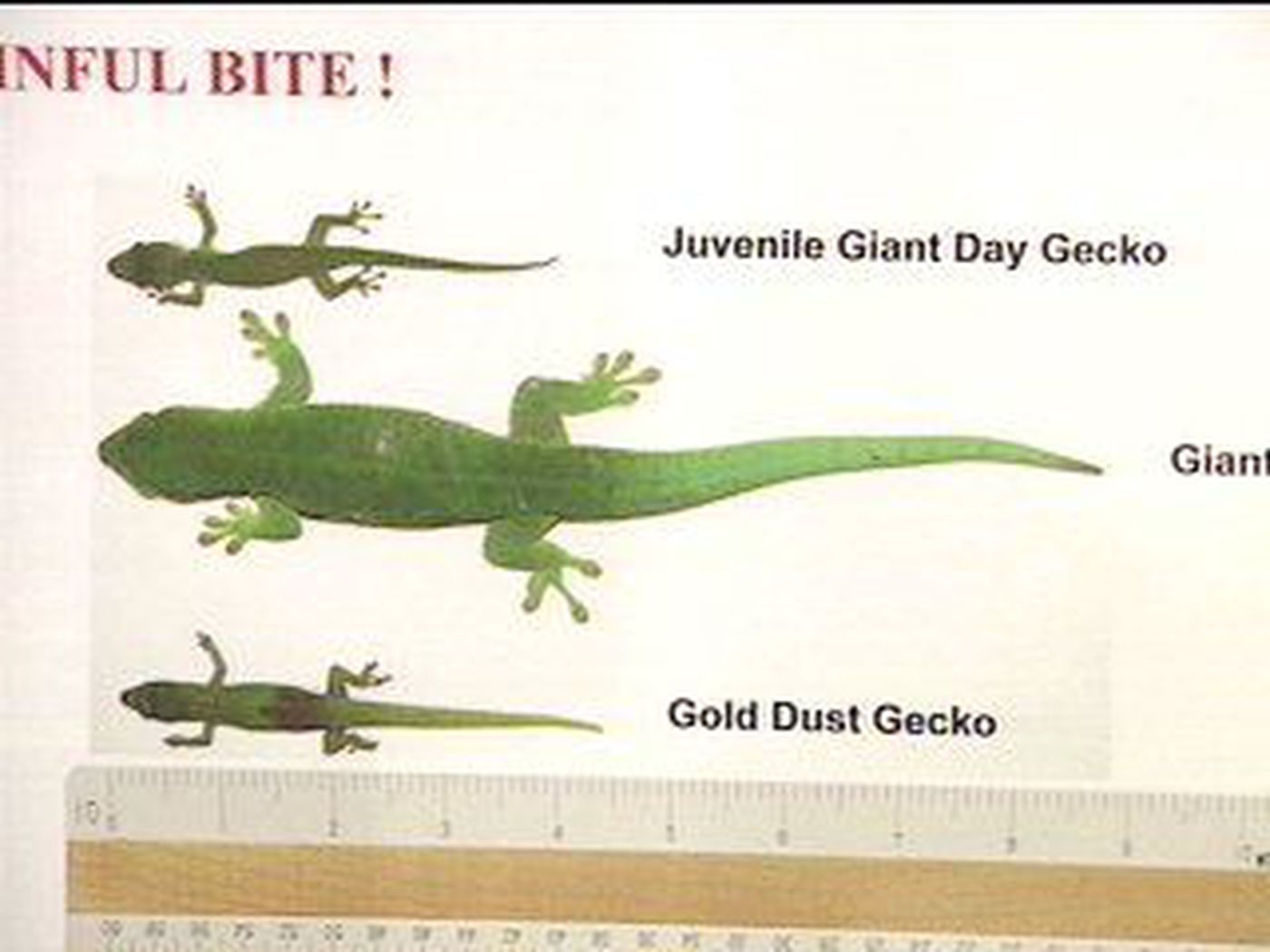 Beware Madagascar Giant Day Gecko Bites