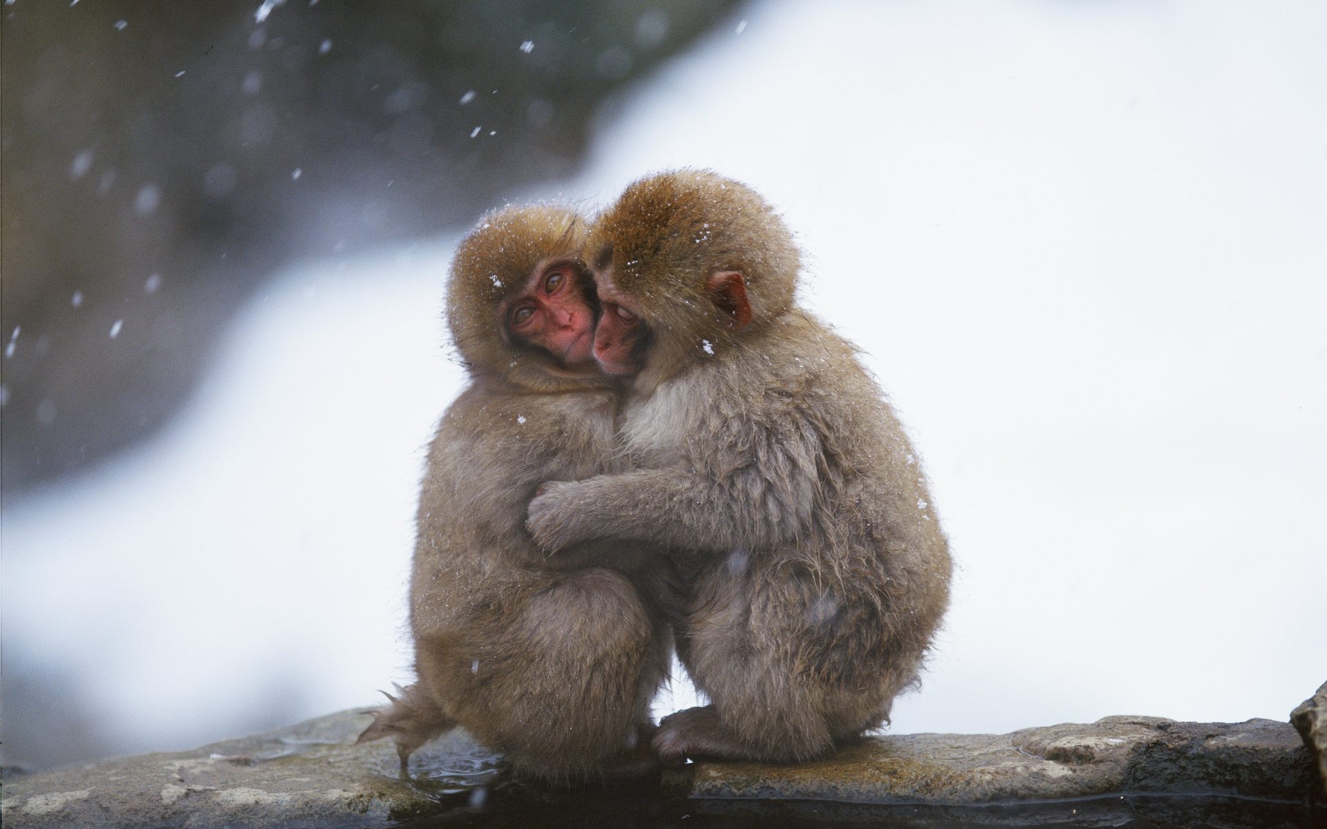 Cute Monkeys HD Wallpaper Background Image