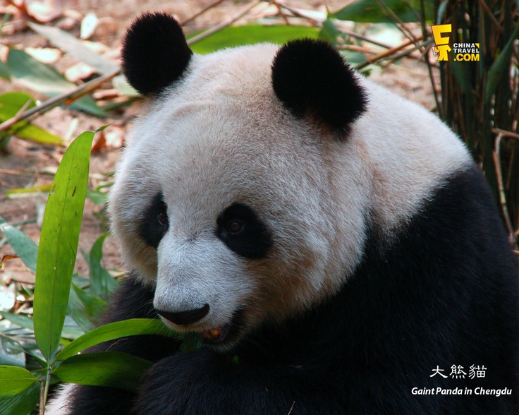 Giant Panda In Chengdu China