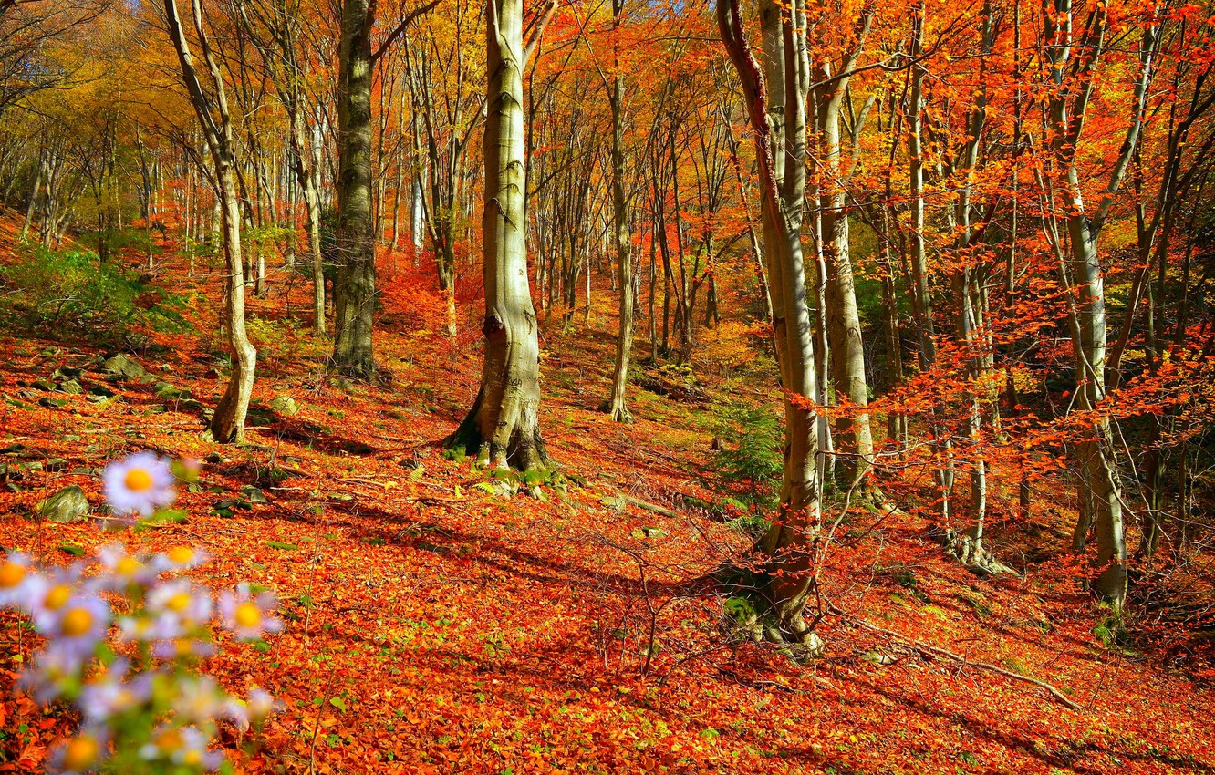 Wallpaper Autumn Trees Forest Fall Foliage Autumn Colors