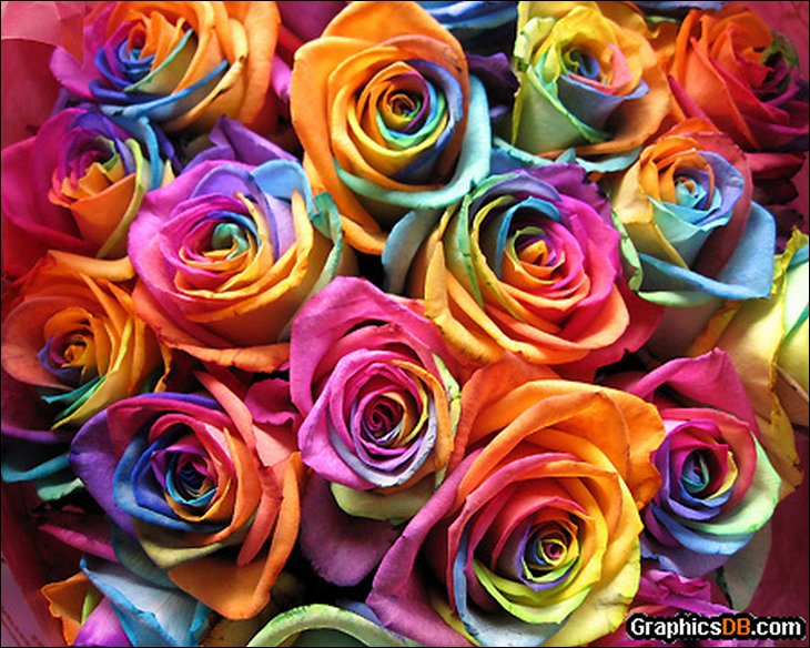natural Rainbow Roses All Colors in One Rose