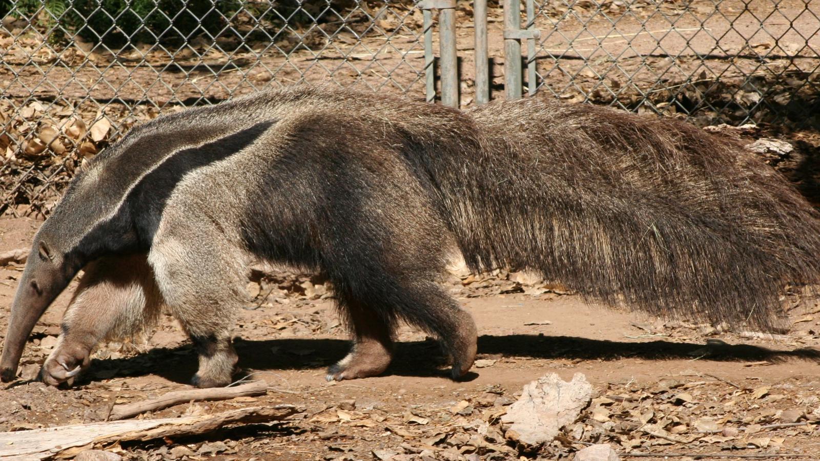 Animals Anteater Wallpaper Hq