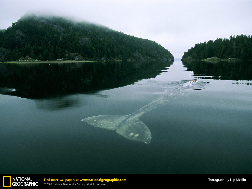 Whale Picture Desktop Wallpaper