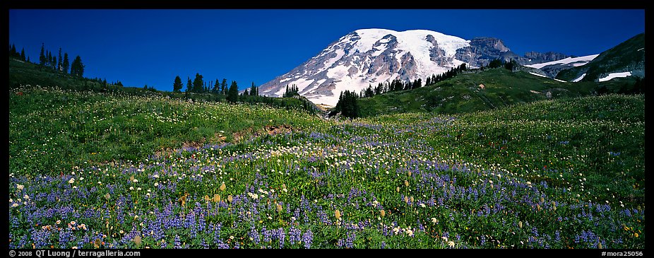 Wildflower Meadow And Snow Capped Mountain Mount Rainier National