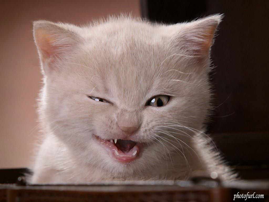 Funny Cat Wallpaper