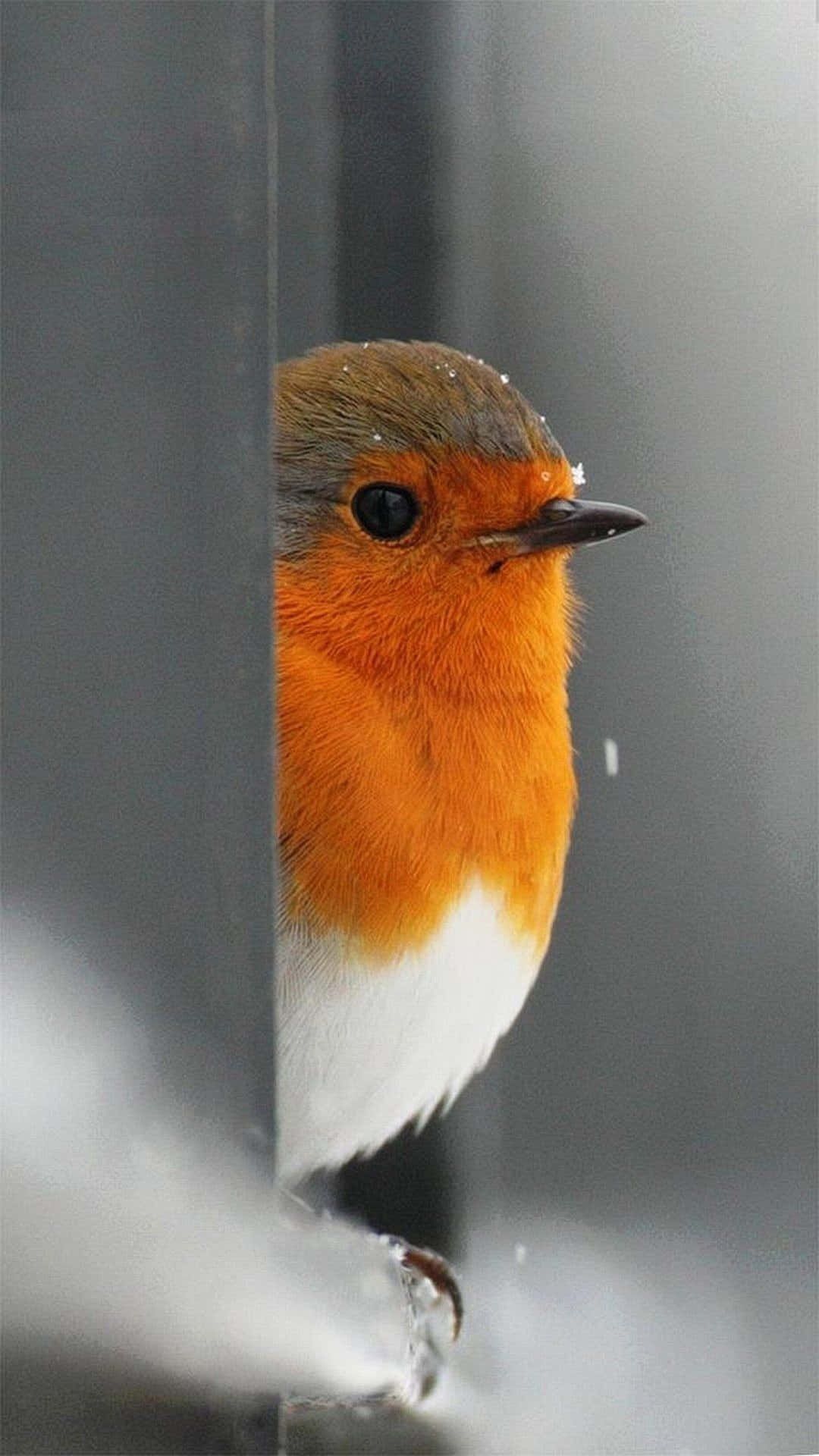 Bird iPhone Wallpaper