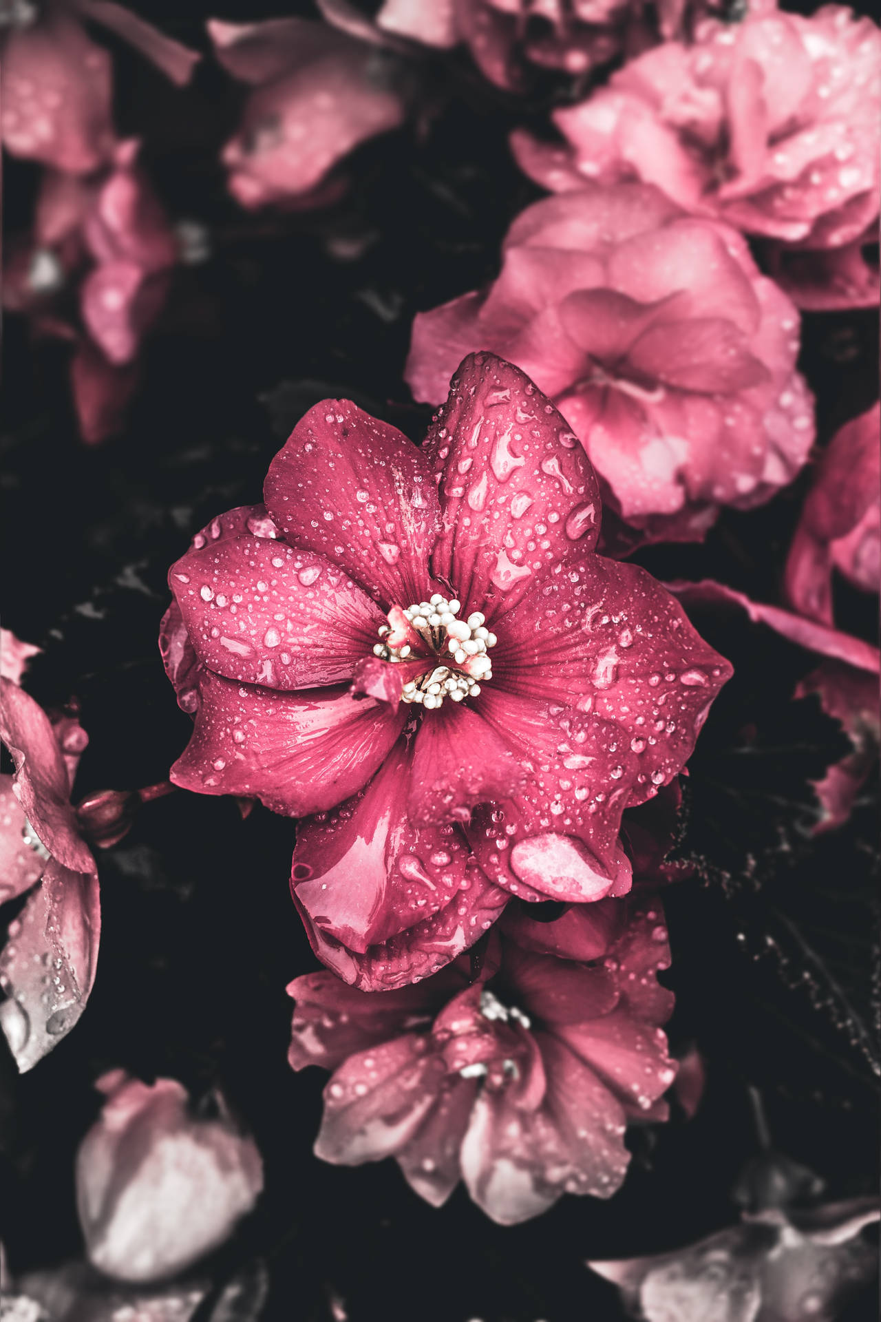 Pink Flowers Aesthetic Wallpaper